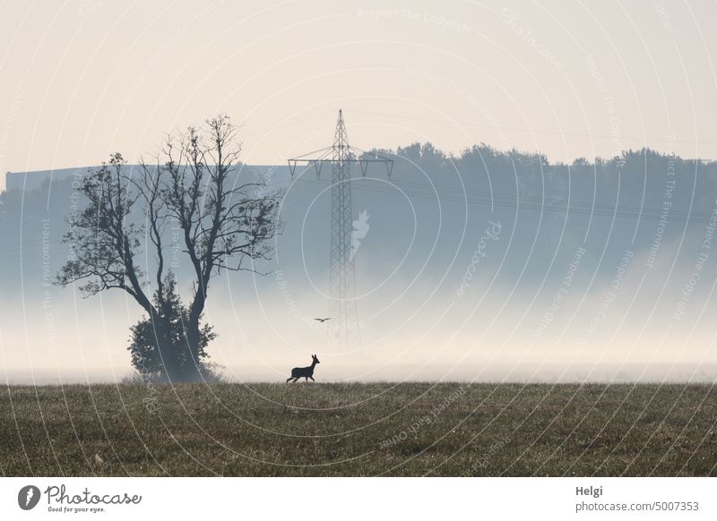 foggy morning, meadow with character tree, deer, bird and power pole Fog morning of fog Autumn Meadow Tree Exceptional Roe deer Bird Electricity pylon trees