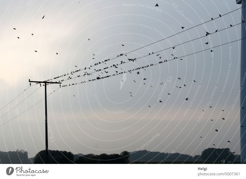 many starlings sit on power lines in the evening sun, others fly around birds Stare Many Migratory birds bird migration Autumn Flock of birds Freedom