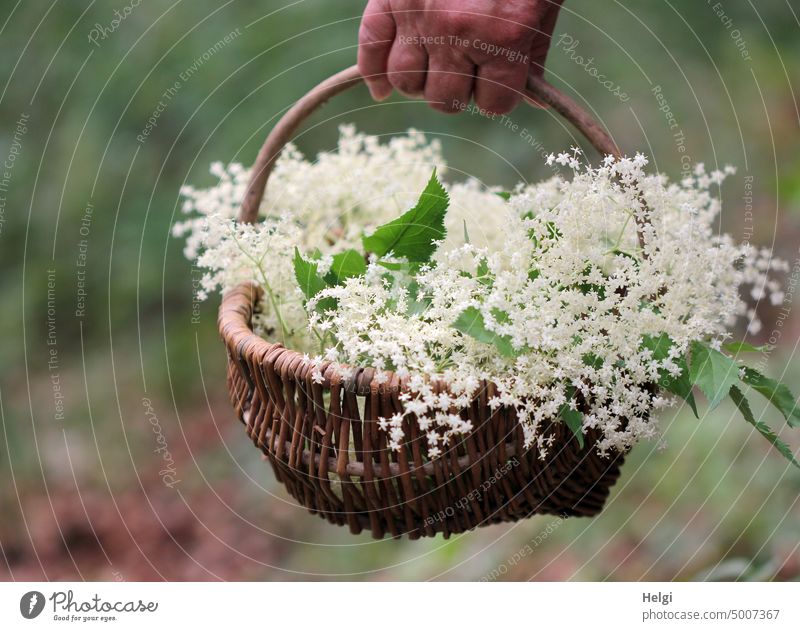 Hand holds wicker basket filled with elderflowers elderberry blossoms Basket Picked Blossom Leaf Plant Nature Summer naturally Exterior shot Colour photo