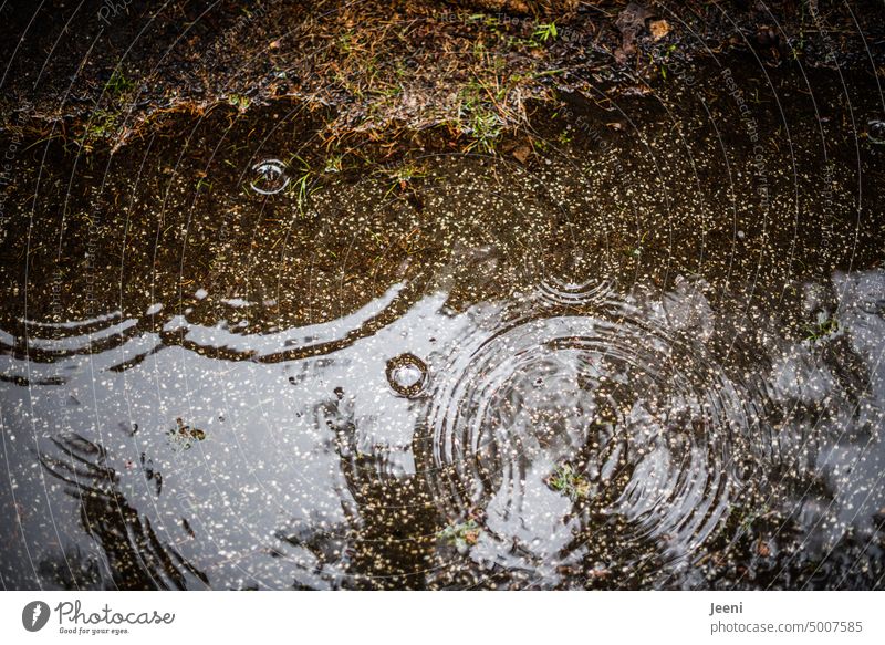 Raindrop meets puddle raindrops Puddle Wet Autumn Water Drops of water Rainy weather Weather Damp Lanes & trails Bad weather Autumnal