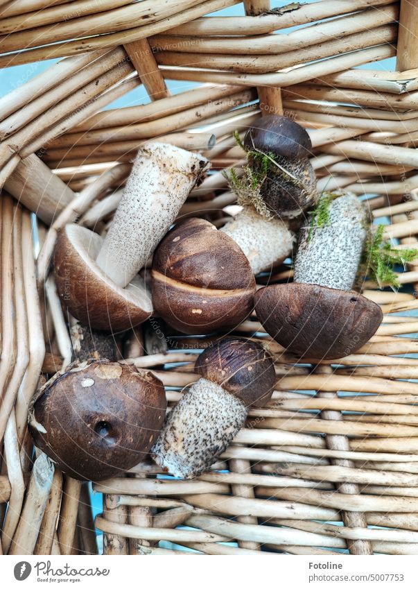 There are 6 small birch mushrooms in my bike basket. Mushroom Autumn Colour photo Exterior shot Close-up Day Brown Moss Mushroom cap Basket bicycle basket
