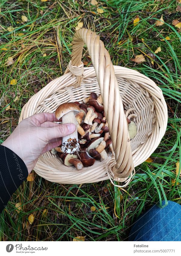 I knelt down in front of this magnificent specimen of porcini and placed it very carefully in my mushroom basket. Mushroom Autumn Colour photo Exterior shot Day