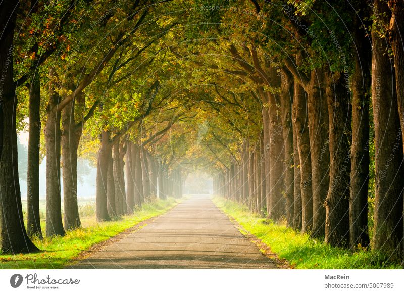 Alley in the beginning of autumn Tree trees leaves Autumn Autumnal landscape Autumn leaves autumn mood Indian Summer Season Jogging Jogger Landscape