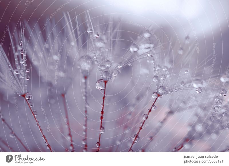 drops on the dandelion seed in rainy days flower raindrops bright water wet freshness fragility flora beautiful garden nature abstract textured soft softness
