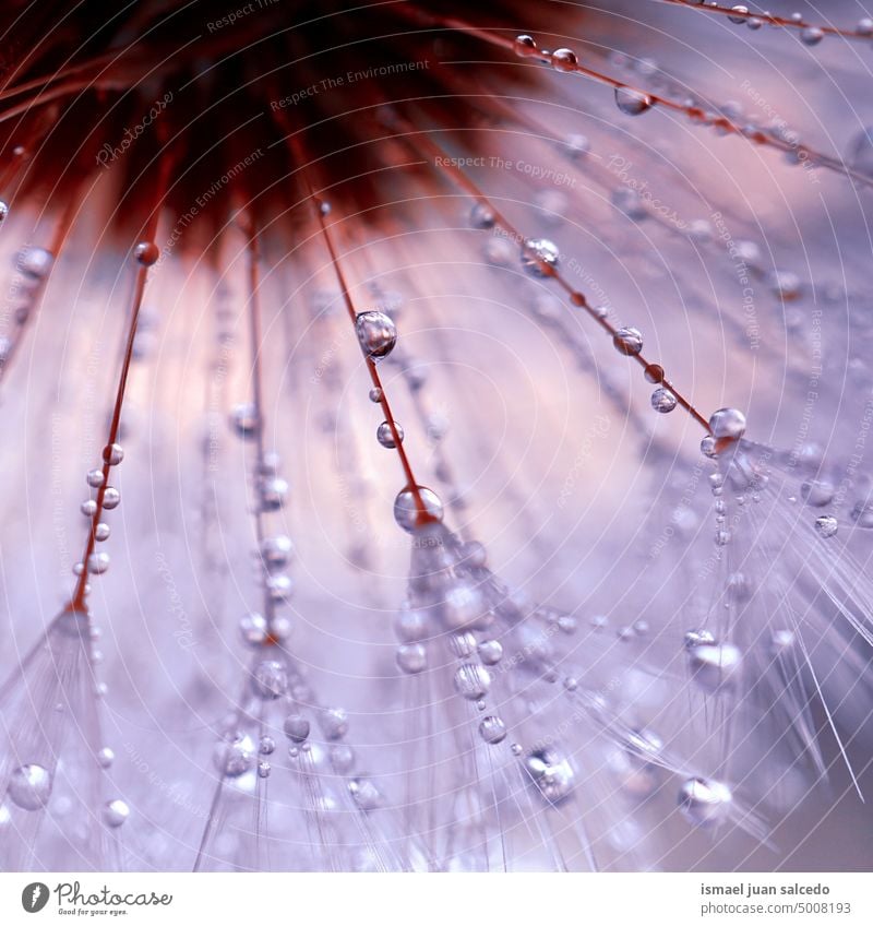 raindrops on the dandelion flower seed in springtime rainy rainy days bright water wet freshness fragility flora beautiful garden nature abstract textured soft