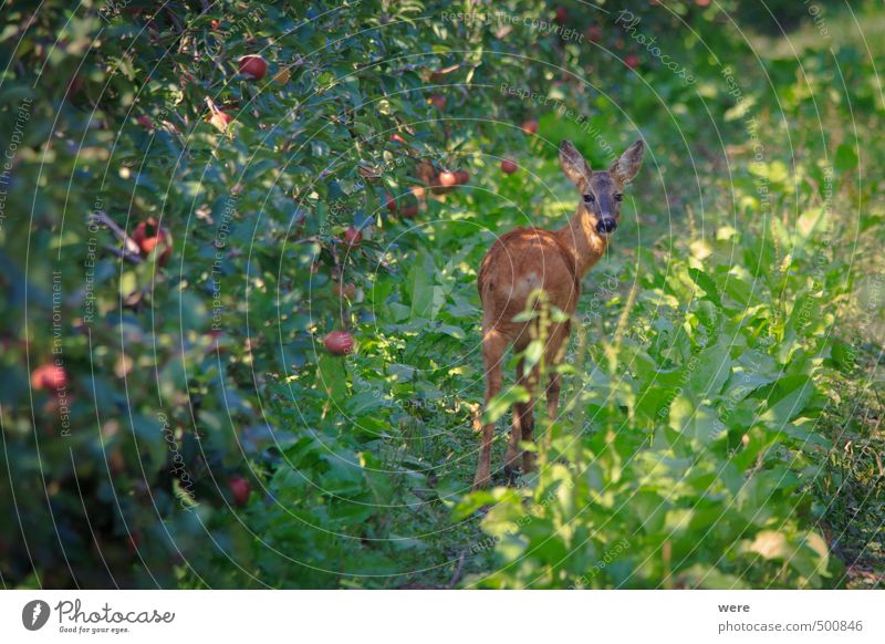 What are you looking at? Fruit Apple Agriculture Forestry Animal Field Pond Lake Wild animal 1 Wait Natural Colour photo Exterior shot Deserted Day Shadow
