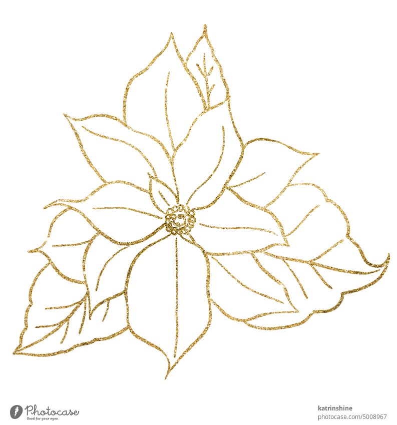 Christmas golden outline Poinsettia flower, Winter holiday party design element Decoration Drawing Element Hand drawn Holiday Isolated Nature Ornament Paint