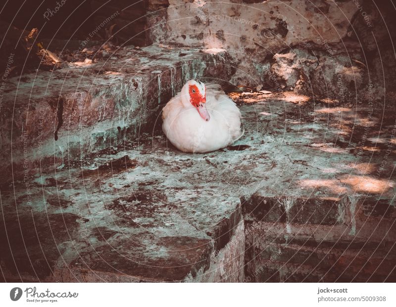 Whole duck in the corner Duck Bird Animal Wild animal Cute Chick Wall (building) Corner Shadow Duck birds animal world Dirty Poultry Wild bird Visual spectacle