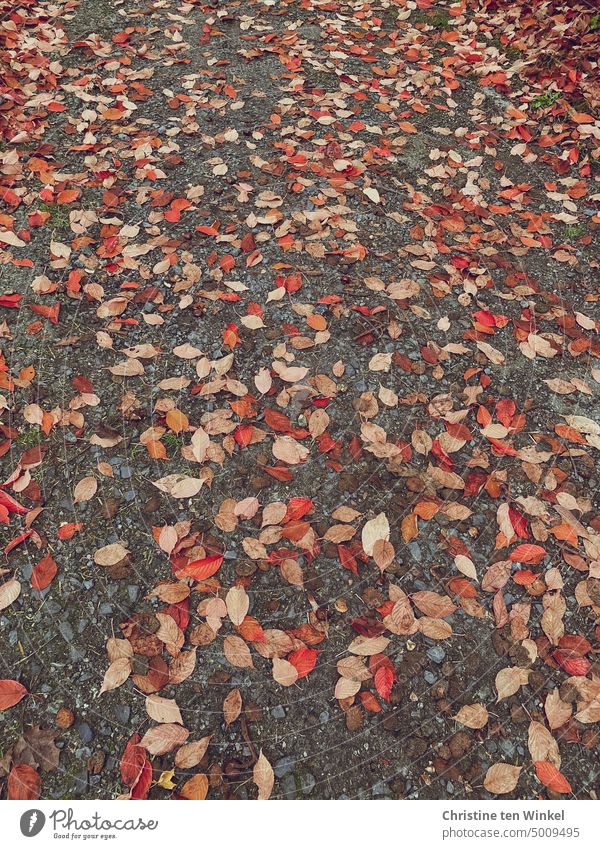 Colorful autumn leaves lie on the way Autumn leaves Autumnal colours off Change Transience coloured leaves Lanes & trails Nature foliage Seasons autumn mood