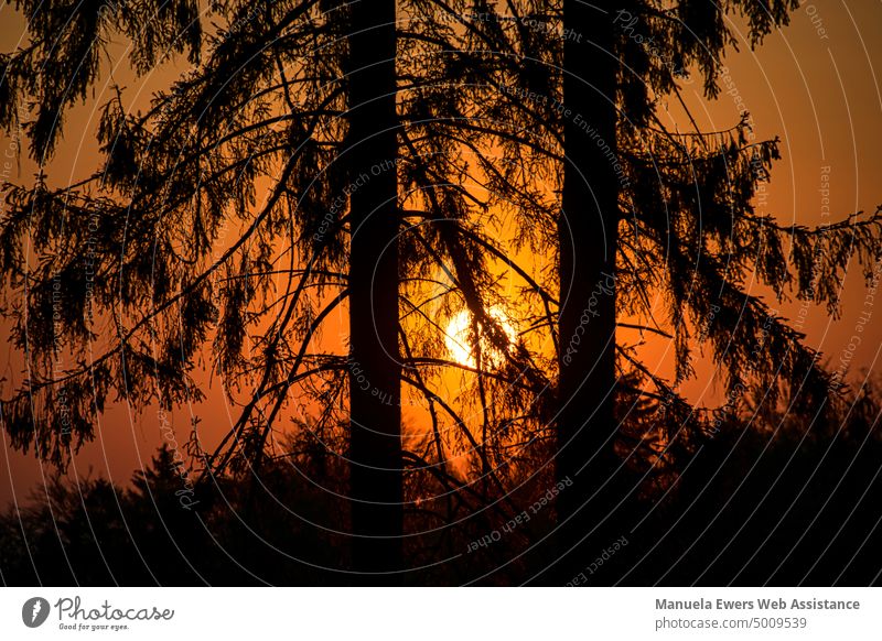 Atmospheric sunrise at the golden hour. Coniferous trees are in focus in the foreground. Sunrise Red Orange Yellow Forest firs silhouette Landscape