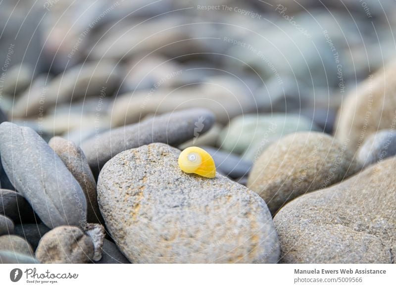 A small yellow snail shell on a stone beach Snail shell Yellow Stone Pebble beach Gray stones Gravel Beach forsake sb./sth. Small Lonely Golden section pretty