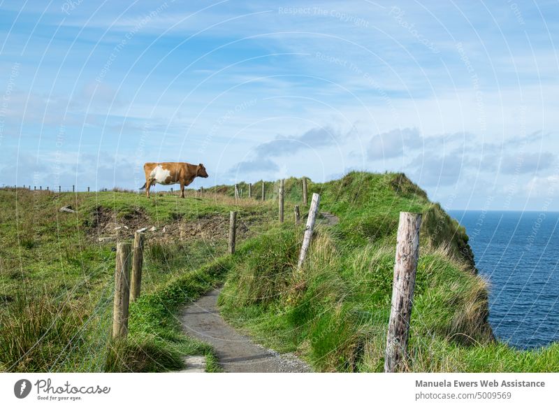 An Irish grazing cow looks out to sea at the Cliffs of Moher Cow Dairy cow Ireland pasture milk Willow tree Grass Green off Hiking hike happy cow lie in the sun