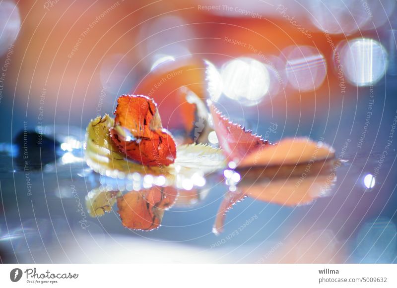 Autumn leaves delicately reflected in a puddle, in the water Autumnal Water reflection Delicate light balls Bokehe effect Light circles autumn mood Puddle Lake