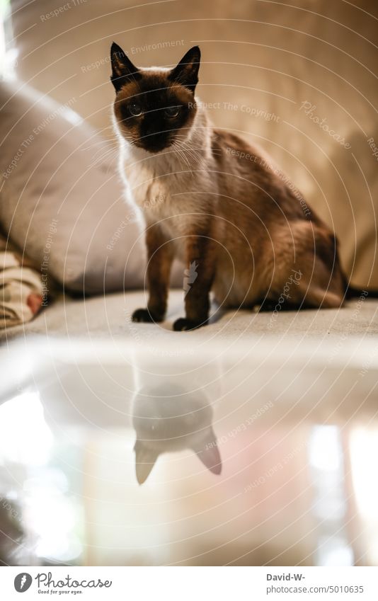 Cat reflects and look at camera reflection Looking into the camera Pet Siamese cat Mirror image Animal Cute pretty Animal face Observe