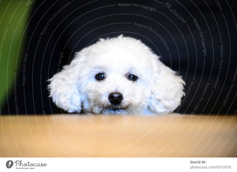 Dog looking friendly at camera wittily Funny Cute Poodle portrait Animal portrait Puppydog eyes kind Dog's head Pet
