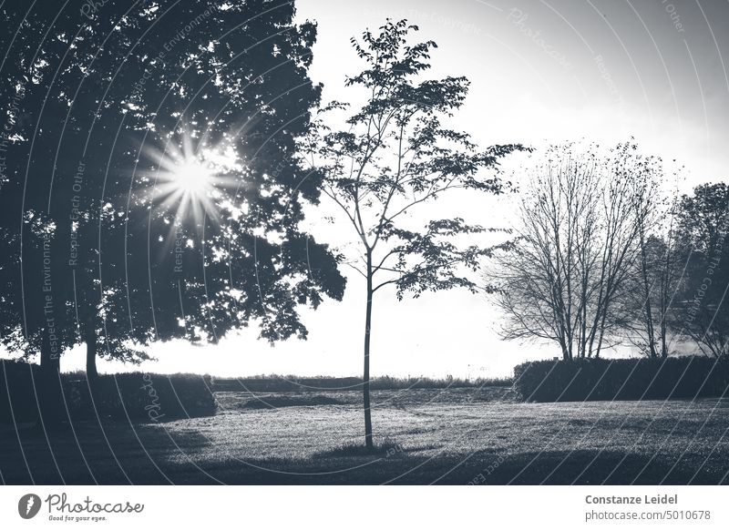 Landscape in SW with different trees and sun star Tree solar star Sunlight Black Black & white photo Back-light Deserted Shadow Shadow play Contrast Silhouette