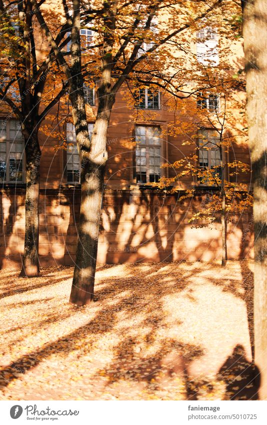 Bäume in Metz Herbst Laub Landschaft herbst herbstfarben landschaft erholung freizeit Blätter Platz Park
