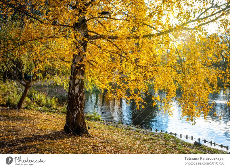 Autumn tree with yellow leaves near the river in the park landscape forest nature water lake beautiful background green natural leaf foliage season outdoor