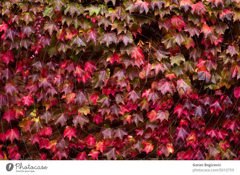 Autumn ivy leaves autumn background fall red colorful nature foliage orange yellow outdoor plant season leaf home closeup bright environment october golden