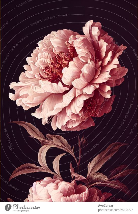 Floral realistic painting of a bunch of peony flowers on dark background, moody botanical concept. watercolor illustration art vintage romantic wedding drawing
