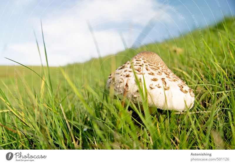 Parasol in the meadow I Environment Nature Landscape Plant Air Sky Clouds Horizon Summer Weather Beautiful weather Warmth Grass Wild plant Mushroom