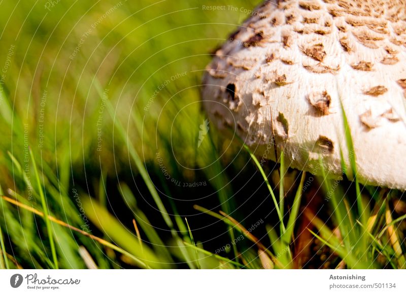 Parasol in the meadow II Environment Nature Plant Summer Weather Beautiful weather Warmth Grass Wild plant Mushroom Parasol mushroom Meadow Stand Growth