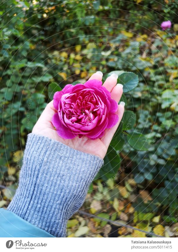 rose bud in a woman's hand against the background of autumn foliage Rose Bud Pink Hand Flower Blossom Nature Plant Blossoming Rose blossom Garden Rose leaves