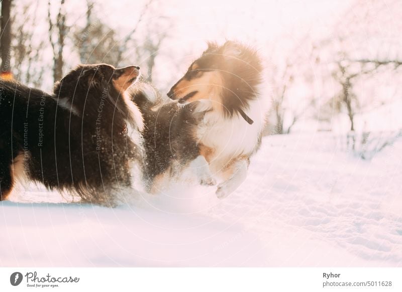 Funny Tricolor Rough Collie, Scottish Collie, English Collie, Lassie Dogs Running Together Outdoor In Snowy Park At Winter Day. Active Dogs Play In Snow. Playful Pet Outdoors At Winter