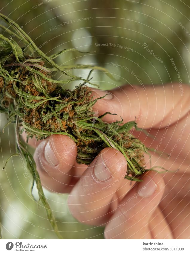 Farmer controlling quality of Marijuana drying buds. Organic Cannabis Sativa Female Plants with CBD cannabis flowers hand farmer plant green Leaves medicinal