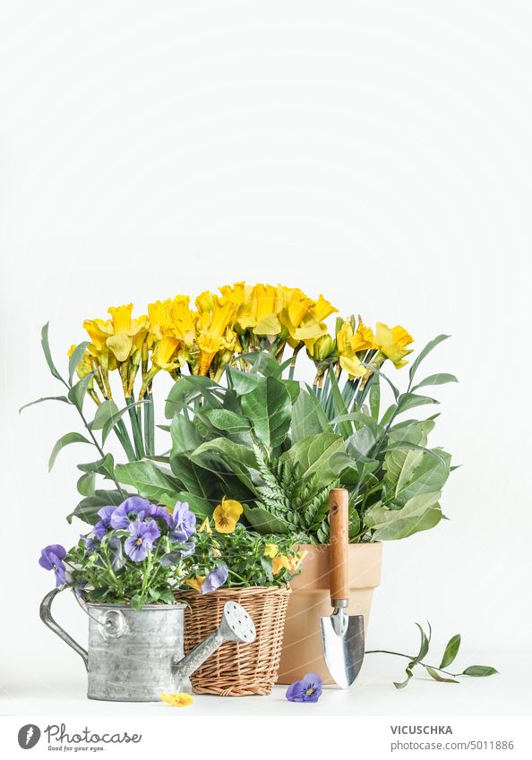 Gardening setting with water can, shovel and potted yellow daffodils flowers at white background, front view springtime gardening flowers pot bunch nature