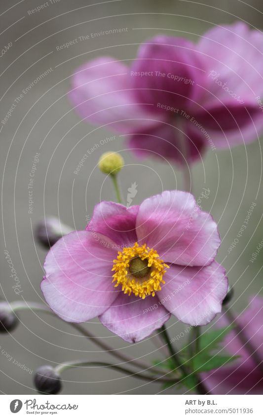 Autumn anemone in full bloom Flower Chinese Anemone Blossom Garden Nature Plant Evening Poster floral picture floral.
