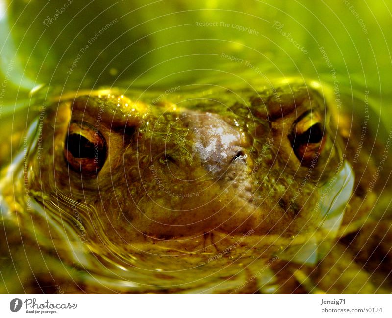 Turned up. Common toad Pond Amphibian Painted frog Frog Water Eyes Macro (Extreme close-up)