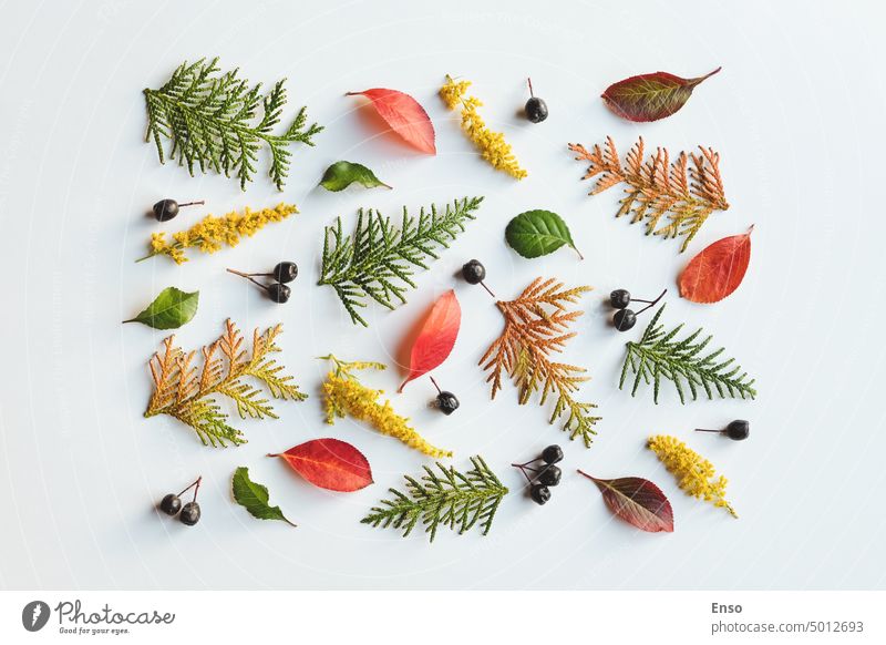 Autumn leaves pattern on white background, fall holidays design, overhead flat lay autumn fall background leaf flower berries branch november top thanksgiving