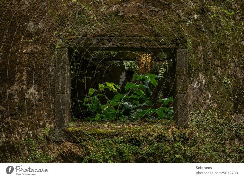 Nature finds its way Ruin Old overgrown Derelict Green Exterior shot Historic Plant Decline Deserted Day Architecture Building Manmade structures Colour photo