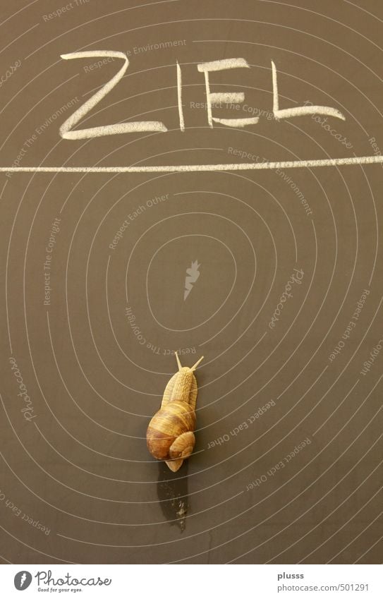 Everyone reaches his or her goal! Snail 1 Animal Athletic Uniqueness Slimy Brown Brave Patient Contentment Resolve Success Advancement Stagnating Target