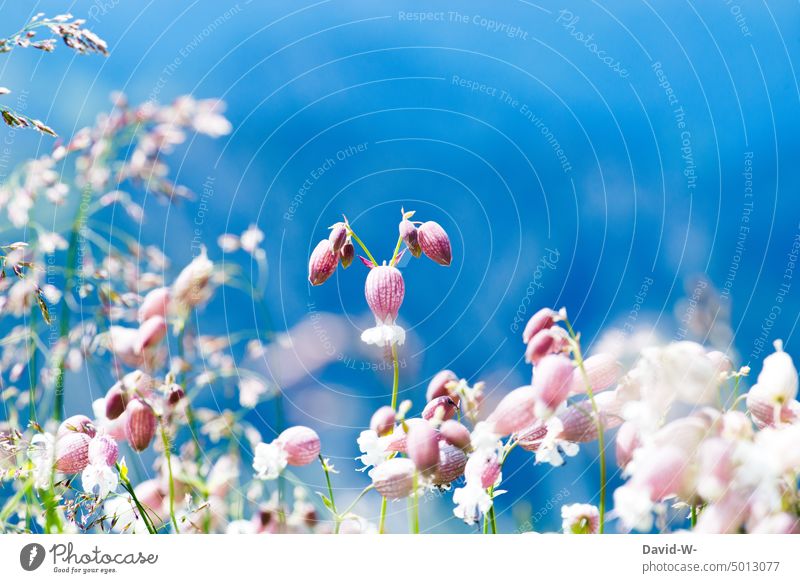 blooming flowers against blue background blossom Background Blue Spring Nature blossoms Blossoming Summery Beautiful weather