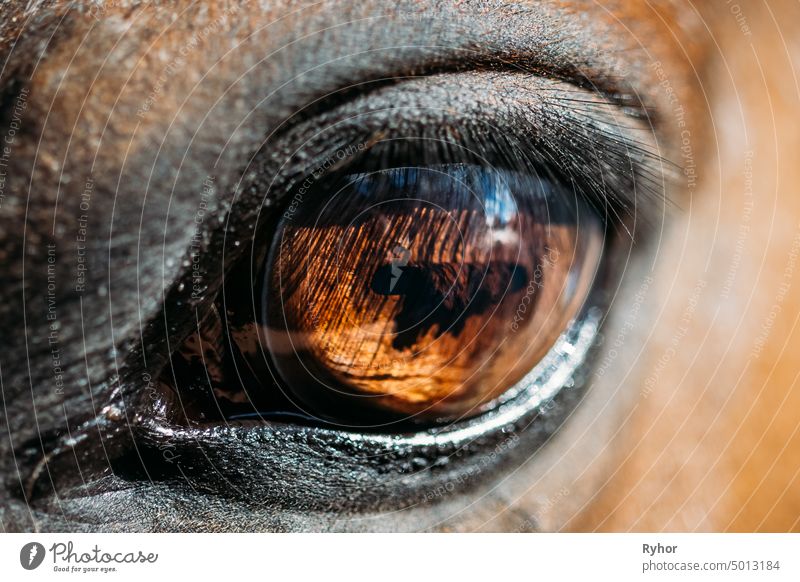 Close Up Of Arabian Bay Horse purebred mare pupil natural eyeball equitation stable domestic face head cute equestrian close up animal breed portrait brown