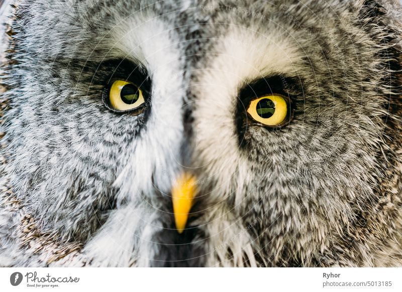 Close Up Face And Eyes Of Great Grey Owl Or Great Gray Owl. Strix Nebulosa Is Very Large Owl. Forest Wild Bird wildlife look animal wisdom tawny stare
