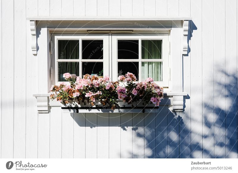 Window of traditional Norwegian wooden house with white walls, in front of it flower box with pink begonias House (Residential Structure) Wooden house White