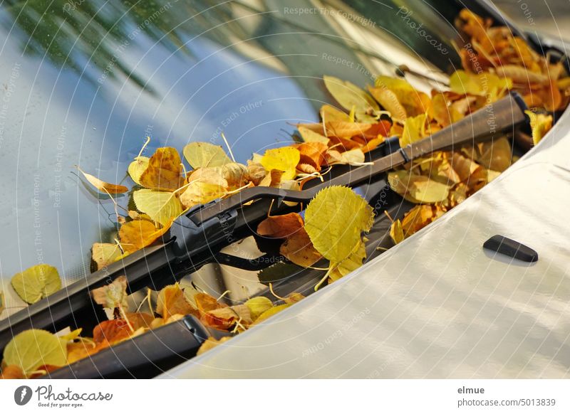 Autumn leaves lying on the windshield of a car / Autumn Autumnal Autumnal colours Car Nature Leaf Early fall FRontwheel lime leaves Colouring Seasons