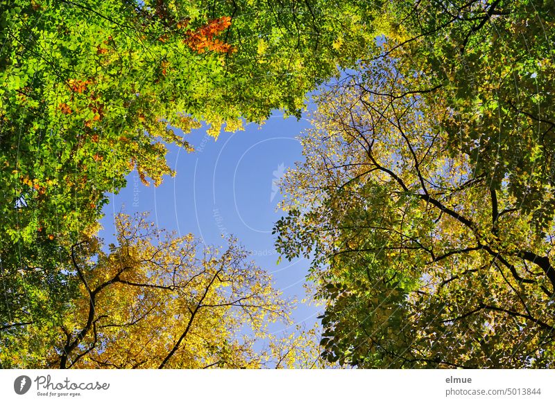 View from below towards autumn colored tree tops against blue sky / autumn Autumn Autumnal Tree Treetop Tree tops Autumnal colours Autumn leaves Nature Leaf