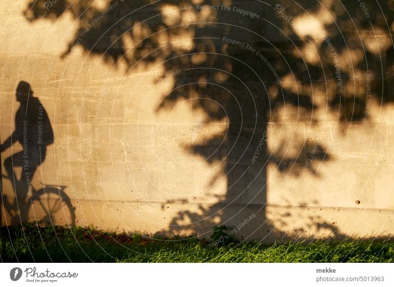Golden October wall Shadow golden warm Sun Autumn Tree Sunlight Bright Light Park Environment background Bicycle Cycling cyclist Cycle path Cycling tour