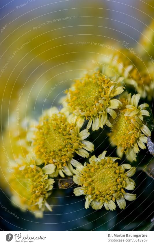 Garden form of Chrysanthemum pacificum NAKAI, (formerly Ajania pacifica), Pacific daisy, a Honshu endemic. chrysanthemum Gold and silver chrysanthemum