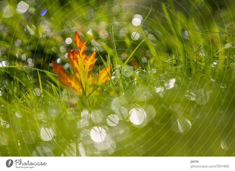 shine Plant Drops of water Sunlight Autumn Beautiful weather Grass Leaf Meadow Glittering Wet Natural Green Serene Calm Hope Nature Colour photo Exterior shot