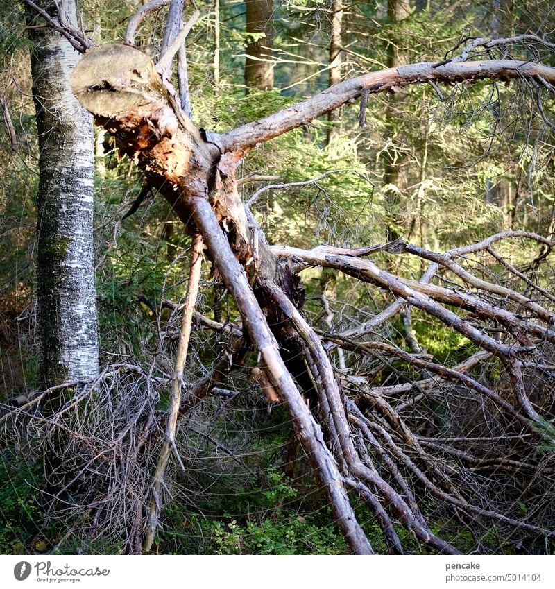 !trash! 2022 | outrageous Forest Tree aborted Octopus Ogre Old Tree trunk Nature Environment Wood Climate change Forestry forest Log