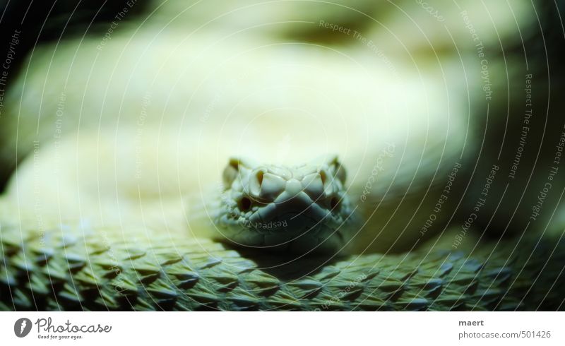 snake Snake 1 Animal Wait Aggression Yellow Rattle snakes Colour photo Interior shot Close-up Deserted Copy Space top Artificial light Central perspective