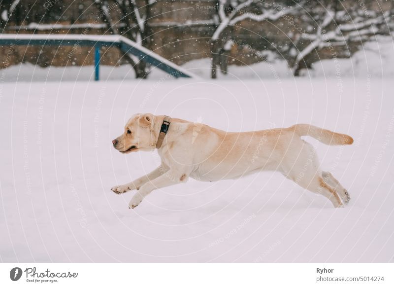 Labrador Dog Play Run Outdoor In Snow, Winter Season breed fun white run game funny dog labrador purebred pedigree dog cold play training jumping dog animal