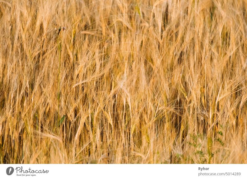 Background Of Yellow Golden Barley Ears In Summer Wheat Field rural wheat plant golden growth wheat field agriculture nobody eared ripe farm summer outdoor