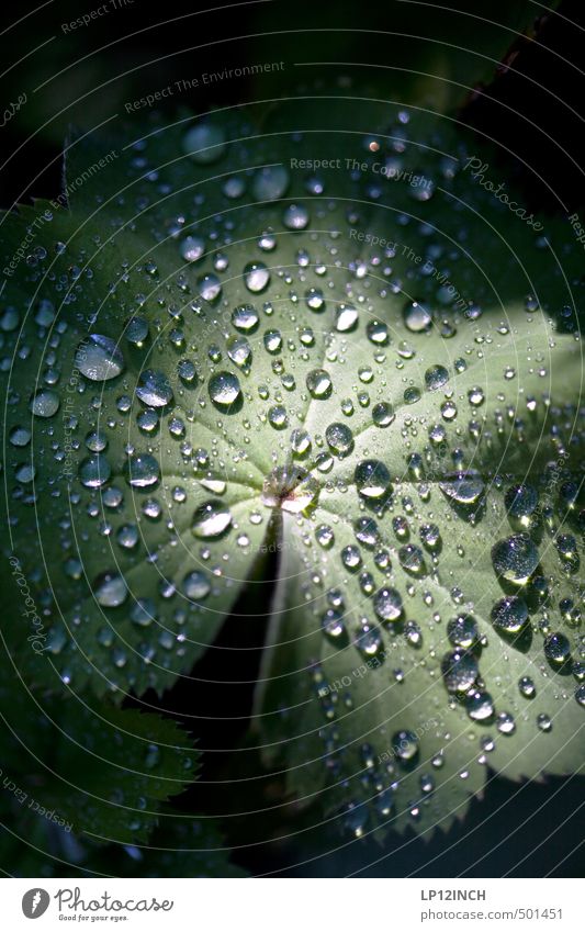 .O:°oÖ:.°. Environment Nature Animal Water Drops of water Plant Leaf Foliage plant Garden Dark Wet Green Dew Flare Shaft of light Point of light Hydrophobic