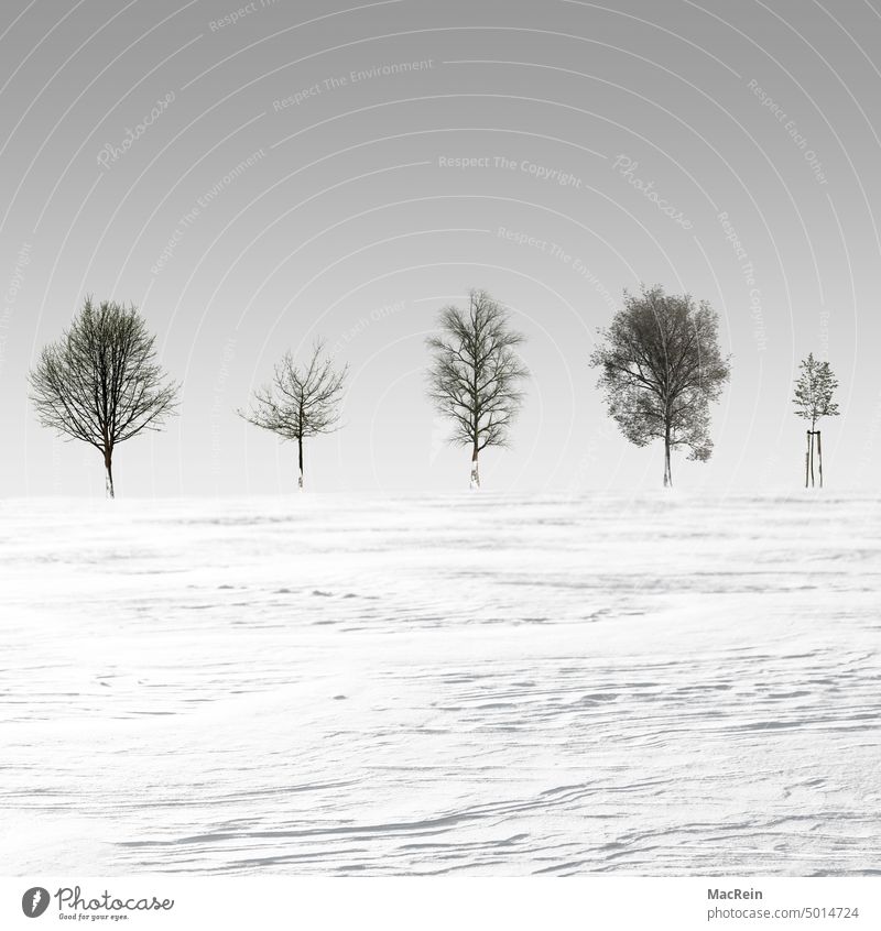 5 bare trees on the horizon Winter winter landscape drifts Snow Snow layer Tree Horizon Cold Frost